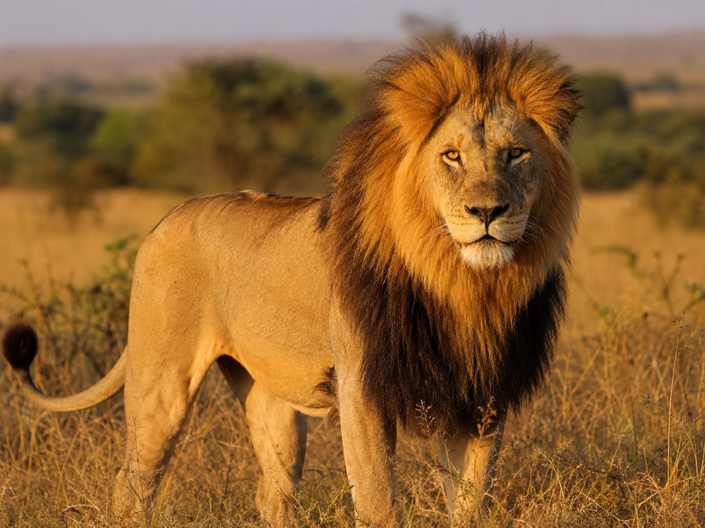 A lion on the savanna